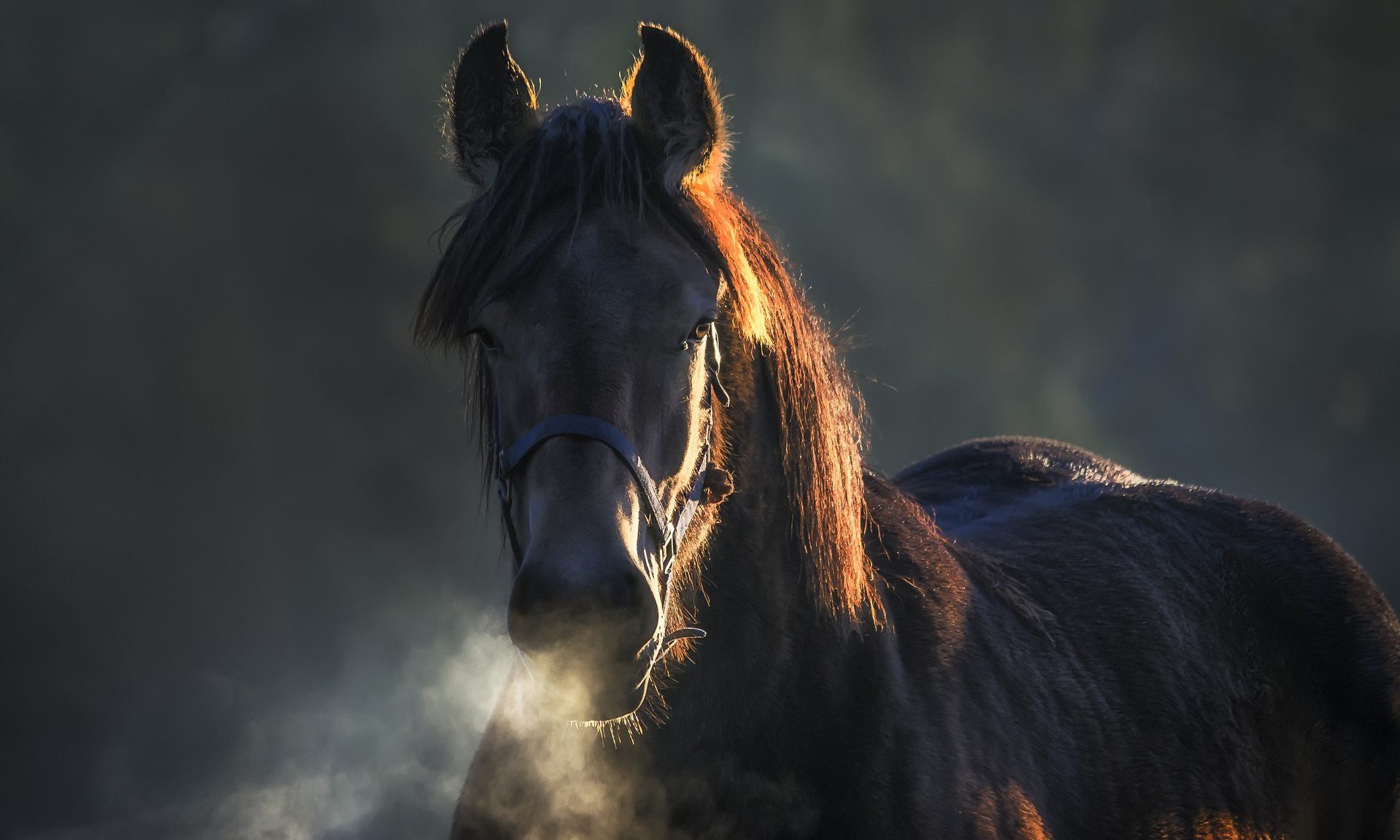 cropped-cropped-horse-3765847_1920-1.jpg